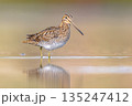 Common snipe wader bird in marshland background 135247412