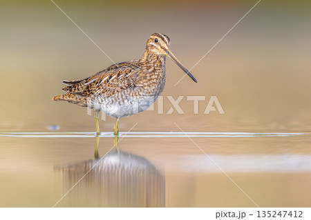 Common snipe wader bird in marshland background 135247412