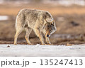 Eurasian Wolf marching in snow landscape 135247413