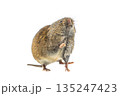 Field vole standing on hind leg on white background 135247423