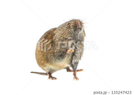 Field vole standing on hind leg on white background 135247423