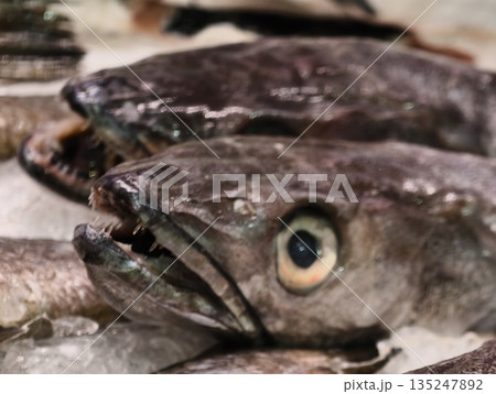 icecold hake with textured scales, close view of chilled hake with shiny eye and textured surface icecold hake with textured scales, close view of chilled hake with shiny eye and textured surface 135247892