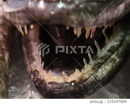 predator fish with jagged teeth, closeup of predatory fish revealing menacing mouth and torn scales 135247894