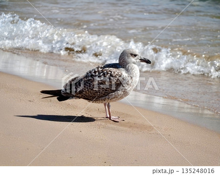 Seagull watches coast, Gull stands alert amid soft shoreline 135248016