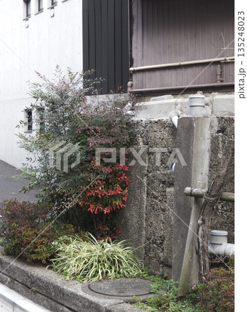都会の路地を彩る冬の植栽。コンクリート壁の無機質な質感と、赤く色づいた葉が織りなす日常のコントラスト 135248023