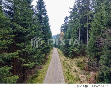 bright forest trail in autumn, vivid treelined pathway featuring seasonal colors and inviting scenery bright forest trail in autumn, vivid treelined pathway featuring seasonal colors and inviting scenery 135248127
