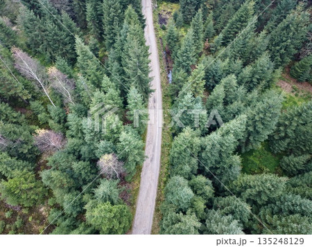 active outdoor scene featuring cyclists navigating through dense forest path with tall conifers 135248129