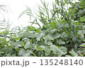 雑草が生い茂っている写真 135248140