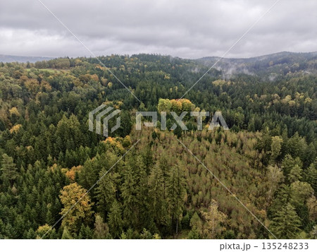 Clouded Forest Pathway With Varied Animals, Misty Treeline Route Hosting Diverse Fauna Beneath Cloudy Sky 135248233
