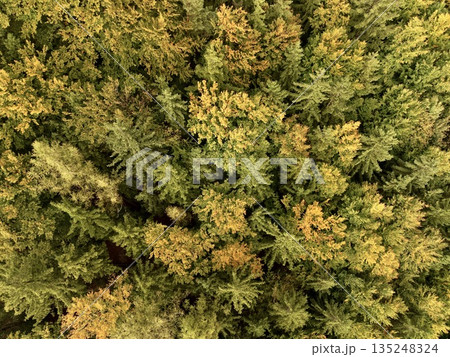 Employing Unmanned Aerial Vehicles To Measure Timber Resources In Dense Forests During Fall Employing Unmanned Aerial Vehicles To Measure Timber Resources In Dense Forests During Fall 135248324