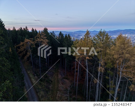 Evening Horizon Seen Through Forest Canopy With Urban Glow And Natural Environment Contrast 135248347