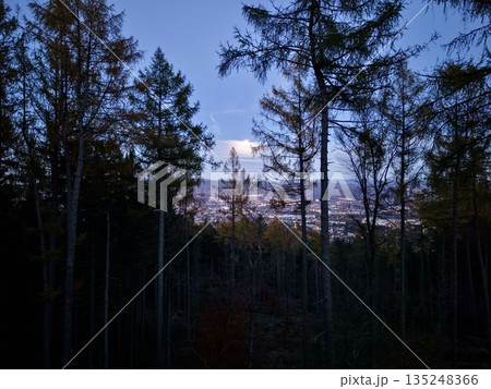 Trees Stand Silently, Serene Pine Silhouettes Create Natural Frame Around Luminous Cityscape At Dusk Trees Stand Silently, Serene Pine Silhouettes Create Natural Frame Around Luminous Cityscape At Dusk 135248366