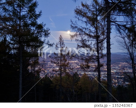 Serene Viewpoint Where Towering Pines Meet Shimmering Urban Illumination During Evening Hours 135248367