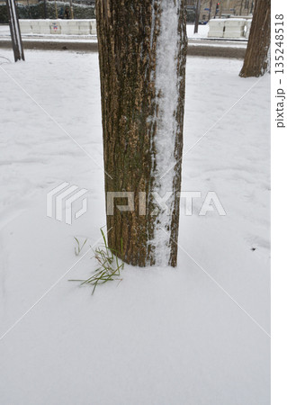 2026年1月7日 パリの大雪で雪に覆われた街路樹 2026年1月7日 パリの大雪で雪に覆われた街路樹 135248518