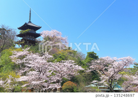 【神奈川県】快晴の三溪園の三重塔と満開の桜 135248697