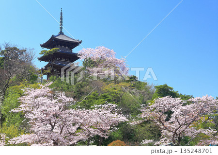 【神奈川県】快晴の三溪園の三重塔と満開の桜 135248701