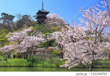 【神奈川県】快晴の三溪園の三重塔と満開の桜 【神奈川県】快晴の三溪園の三重塔と満開の桜 135248705