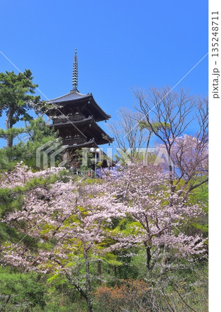 【神奈川県】快晴の三溪園の三重塔と満開の桜 135248711
