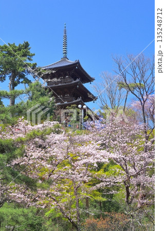 【神奈川県】快晴の三溪園の三重塔と満開の桜 135248712
