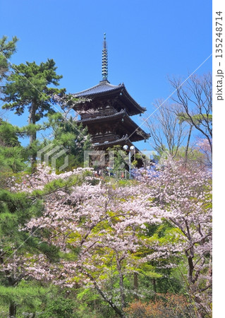 【神奈川県】快晴の三溪園の三重塔と満開の桜 135248714