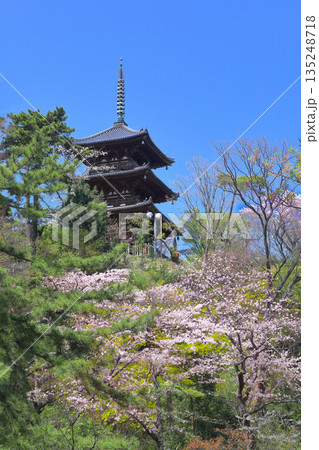 【神奈川県】快晴の三溪園の三重塔と満開の桜 【神奈川県】快晴の三溪園の三重塔と満開の桜 135248718