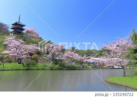 【神奈川県】快晴の三溪園の三重塔と満開の桜 135248722