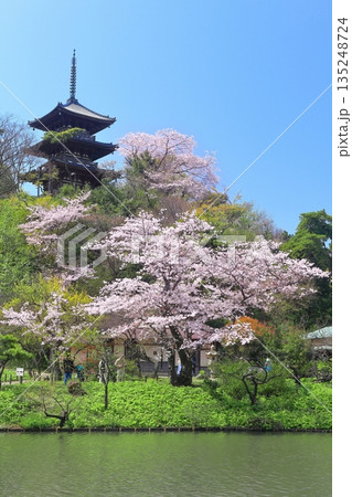 【神奈川県】快晴の三溪園の三重塔と満開の桜 【神奈川県】快晴の三溪園の三重塔と満開の桜 135248724