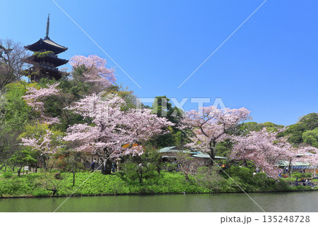 【神奈川県】快晴の三溪園の三重塔と満開の桜 135248728