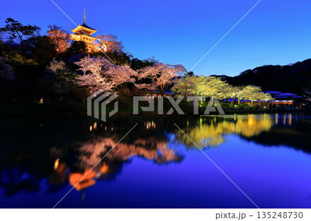 【神奈川県】三渓園の三重塔と夜桜 135248730