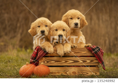 Golden Retriever Puppies in Wooden Crate with Pumpkins Outdoors 135248992