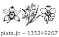 Detailed black ink orchid flowers and foliage in hand-drawn style on a white background, representing botanical elegance and beauty 135249267