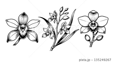 Detailed black ink orchid flowers and foliage in hand-drawn style on a white background, representing botanical elegance and beauty Detailed black ink orchid flowers and foliage in hand-drawn style on a white background, representing botanical elegance and beauty 135249267