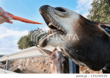 Wild Cypriot donkeys being fed carrots by tourists on the Karpas Peninsula in Cyprus, 135249330