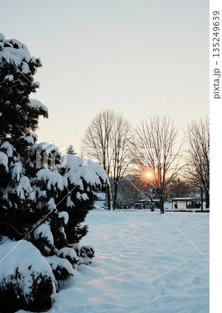 Snow covered park landscape with trees glowing in warm sunset light. The image conveys winter calm, natural beauty, and seasonal atmosphere Snow covered park landscape with trees glowing in warm sunset light. The image conveys winter calm, natural beauty, and seasonal atmosphere 135249639