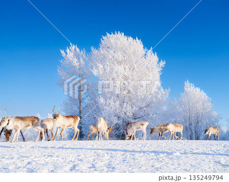 Northern wilderness. Animals beyond the Arctic Circle. Herd of reindeer 135249794