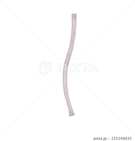 Hand-painted watercolor clematis stem on a white background. For printing on cards, textiles, and tableware Hand-painted watercolor clematis stem on a white background. For printing on cards, textiles, and tableware 135249835