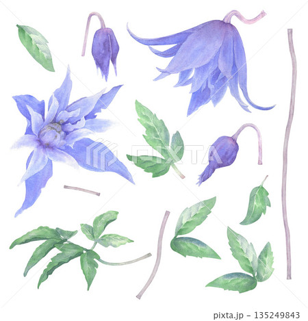 A set of watercolor elements. Flowers, buds, and clematis leaves, hand-painted. Perfect for cards, invitations, tableware, home textiles, and clothing 135249843