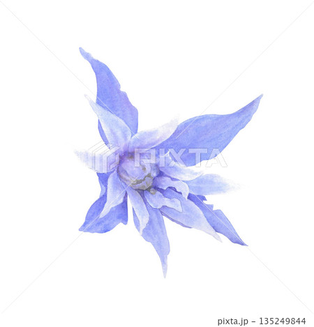 A delicate single blue clematis flower painted in watercolor on a white background. Perfect for printing on cards, textiles, and tableware. 135249844