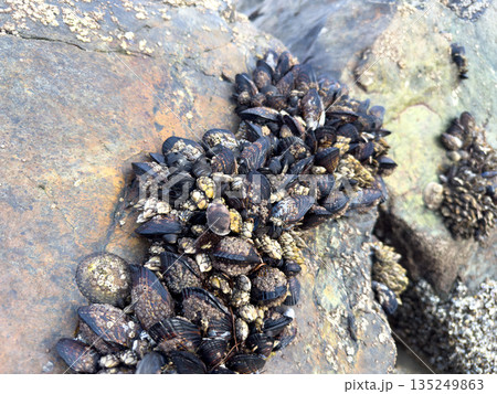 A closeup shot of mussels on coastal rocks during low tide 135249863
