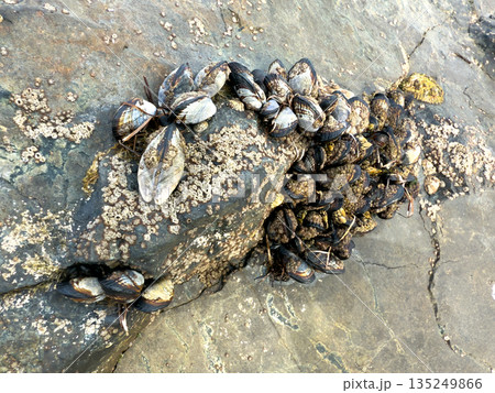 A closeup shot of mussels on coastal rocks during low tide A closeup shot of mussels on coastal rocks during low tide 135249866