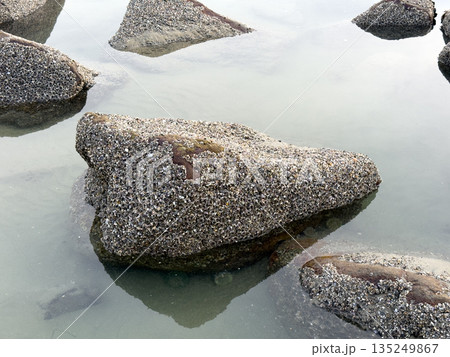 A closeup shot of mussels on coastal rocks during low tide 135249867