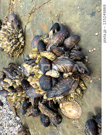 A closeup shot of mussels on coastal rocks during low tide A closeup shot of mussels on coastal rocks during low tide 135249869