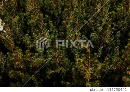 Dense green pine branches filling the frame under soft light. The concept conveys freshness, nature, and holiday atmosphere 135250442