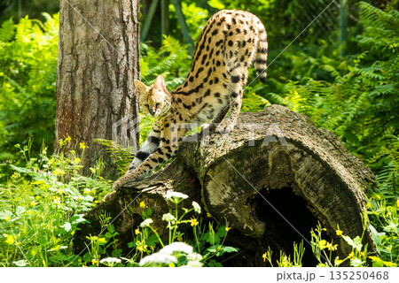 Serval Leptailurus serval African wild cat 135250468