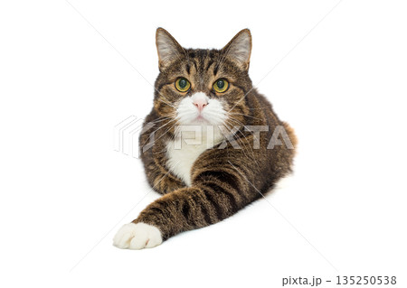 Brutal grey cat sits in a proud pose Brutal grey cat sits in a proud pose 135250538