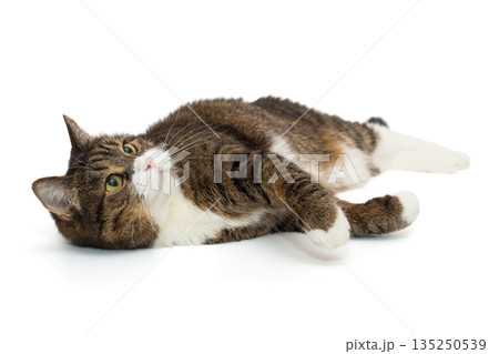 Large grey cat lies in a relaxed position and looks up Large grey cat lies in a relaxed position and looks up 135250539