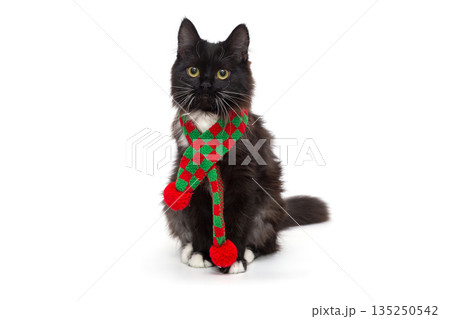 Small black kitten in a red and green scarf Small black kitten in a red and green scarf 135250542