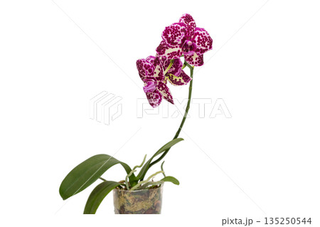 Blooming phalaenopsis orchid is a Wildcat. 135250544