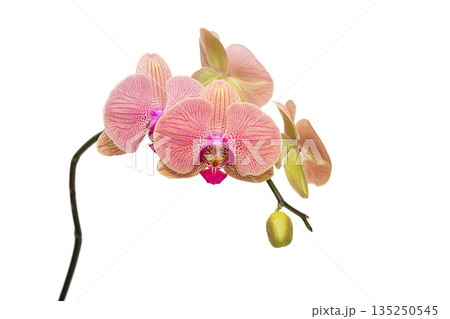 Coral-colored phalaenopsis orchid in bloom. 135250545
