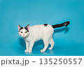 Beautiful white cat with black spots with yellow eyes 135250557